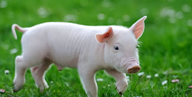 智商最高的七种动物，猪到底有多聪明？排名第一的他智商仅次于人
