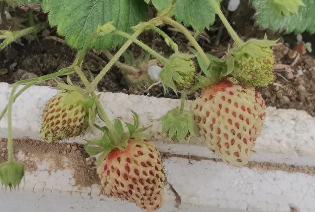 草莓上的小麻点真的只是种子吗？
