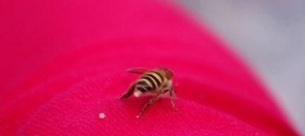 蜜蜂越冬，做好这“四防”，轻松助蜜蜂安全越冬