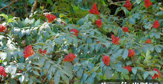 王维诗里写的重阳节“遍插茱萸”，究竟是哪一种植物？