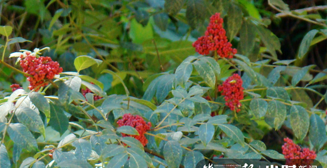 王维诗里写的重阳节“遍插茱萸”，究竟是哪一种植物？