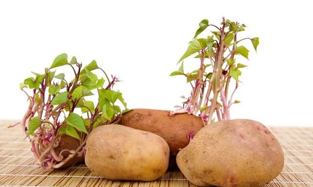 土豆长芽了，把芽挖掉能吃吗？