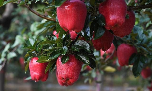 天水花牛苹果：与美国蛇果、日本富士齐名的世界三大苹果品牌
