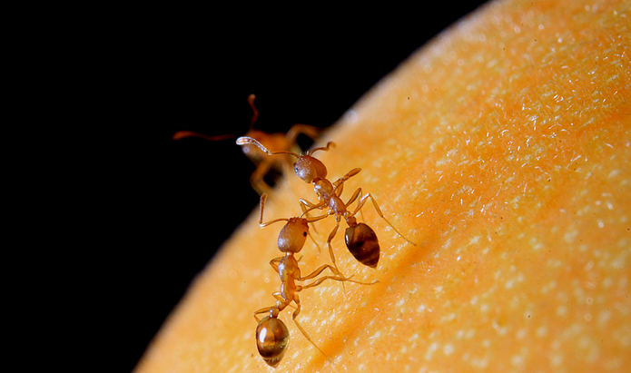 家里有小黄蚂蚁怎么彻底消除(家里有微型小黄蚂蚁清除的喷剂)图1