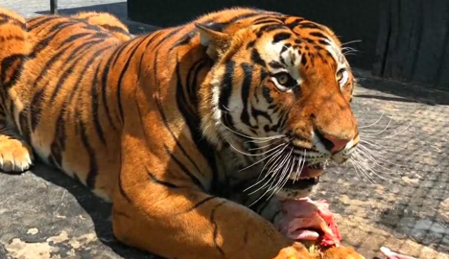为何动物园不给老虎喂猪肉，吃猪肉有何危害？老虎尸体怎么处理？