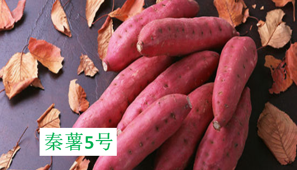 史上最全的红薯分类，帮你迅速找到适合自己种植的红薯品种！