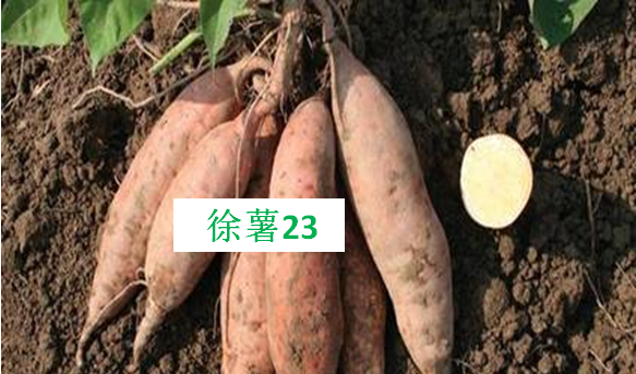 史上最全的红薯分类，帮你迅速找到适合自己种植的红薯品种！
