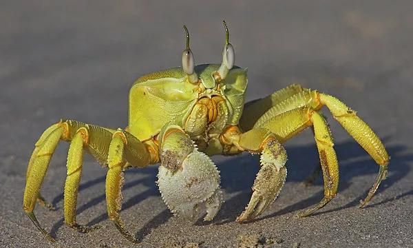 深秋螃蟹虽肥，吃时却要注意：别把寄生蟹奴当蟹黄