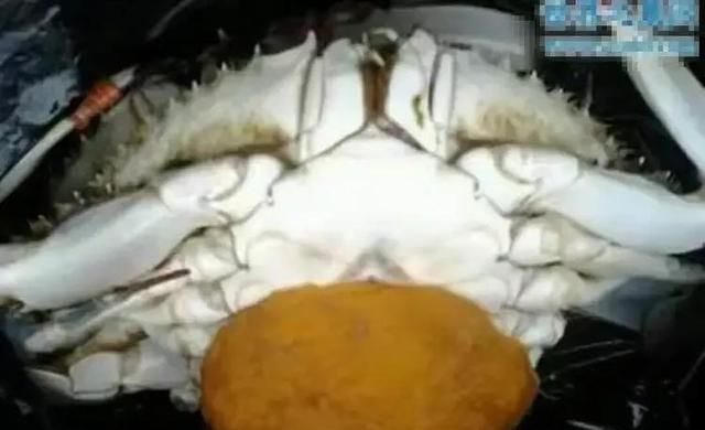 深秋螃蟹虽肥，吃时却要注意：别把寄生蟹奴当蟹黄