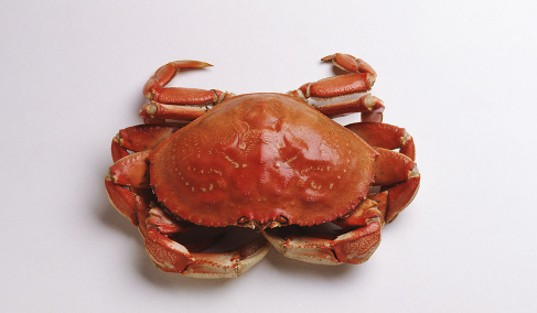活螃蟹放在水里能存活多久,活螃蟹放冰箱里能存活多长时间图2