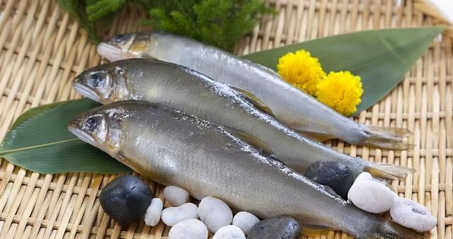 它叫“香鱼”，不腥反而有黄瓜香味，出口日本成高档鱼100元1斤
