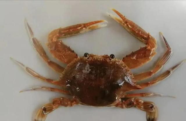 收藏！中国咸淡水螃蟹分类大全，看看你常吃的那些都叫什么？