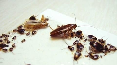 蟑螂为什么会仰翻在地上