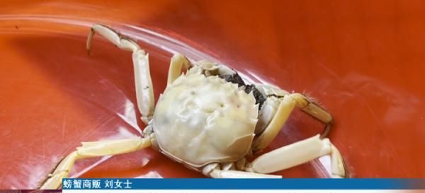 商贩打捞起全身白色螃蟹，专家：最好不要食用