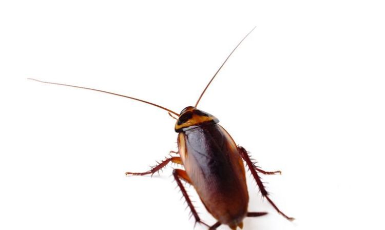 蟑螂是黑色的吗，蟑螂为什么总喜欢在特别黑的时候出来呢？图4